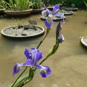 Iris versicolor 'Dark Aura'