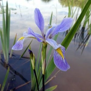 Iris versicolor 'Dark Aura'