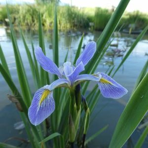 Iris versicolor 'Dark Aura'