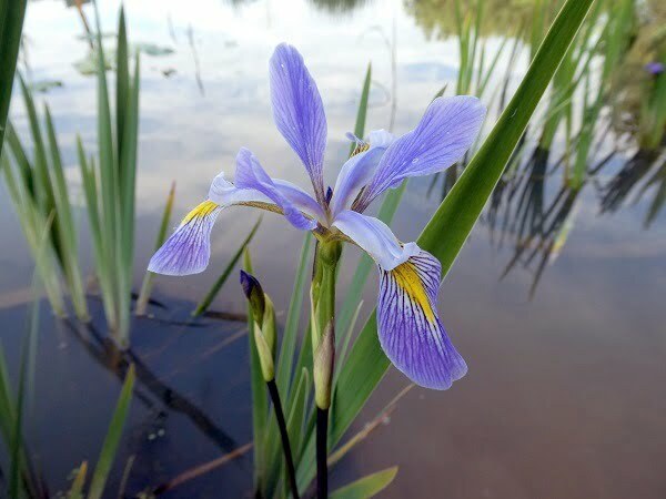 Iris versicolor 'Dark Aura'