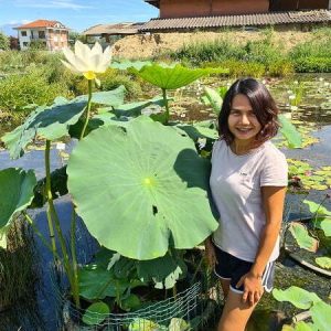 Lotus Nelumbo 'Space' - Lotus comestible