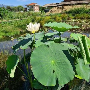 Lotus Nelumbo 'Space' - Lotus comestible
