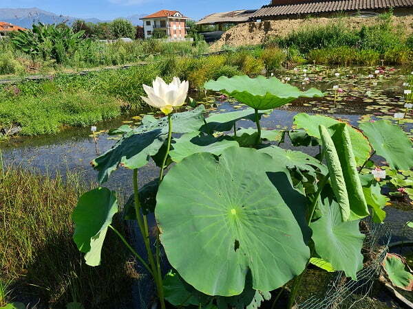 Lotus Nelumbo 'Space' - Lotus comestible