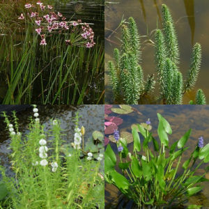 Mix de plantes de marais (sélectionné par nous)