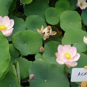 Lotus Nelumbo 'Agate'