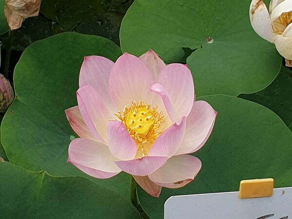 Lotus Nelumbo 'Agate'