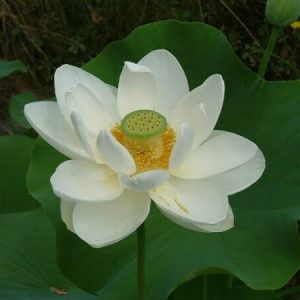 Lotus Nelumbo 'Alba Grandiflora'