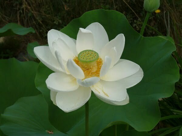 Lotus Nelumbo 'Alba Grandiflora'