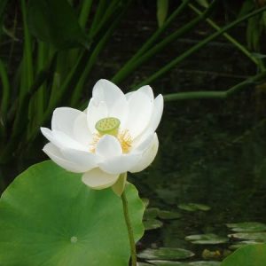 Lotus Nelumbo 'Alba Grandiflora'