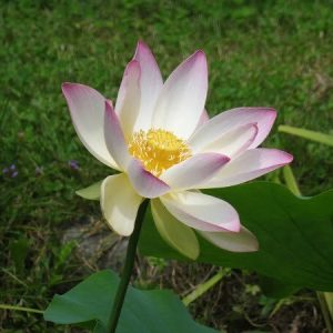 nelumbo-american-three-colours-2