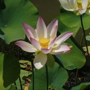nelumbo-american-three-colours-3