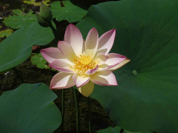 nelumbo-american-three-colours