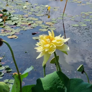 Nelumbo Autumn in Moling