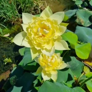 Nelumbo Autumn in Moling