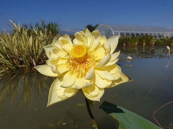 Nelumbo Autumn in Moling
