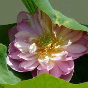 Lotus Nelumbo 'Baby Peony'