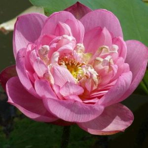 Lotus Nelumbo 'Baby Peony'