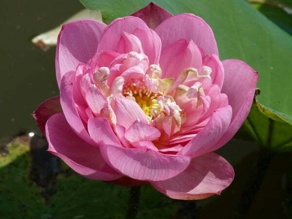 Lotus Nelumbo 'Baby Peony'