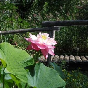 Lotus Nelumbo 'Baby Peony'