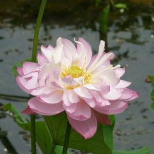 Lotus Nelumbo 'Baby Peony'