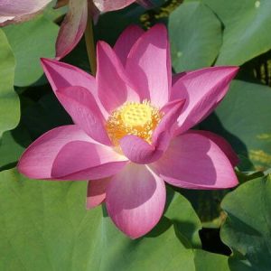 Lotus Nelumbo 'Baby Pink'