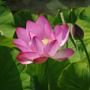 Lotus Nelumbo 'Baby Pink'