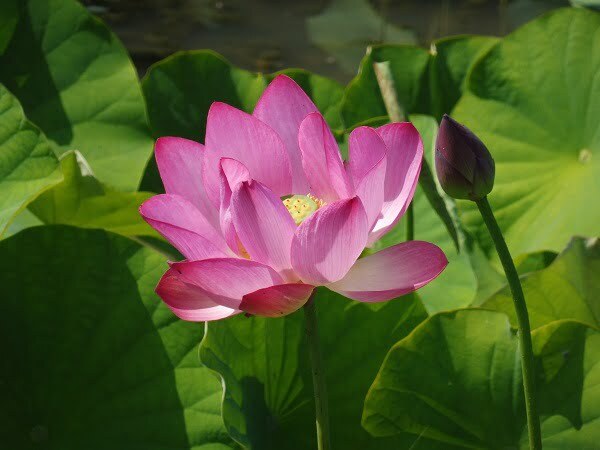 Lotus Nelumbo 'Baby Pink'