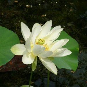 Lotus Nelumbo 'Baby Yellow'