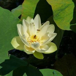 Lotus Nelumbo 'Baby Yellow'