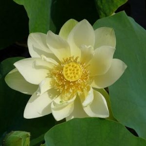 Lotus Nelumbo 'Baby Yellow'
