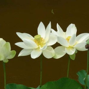 Lotus Nelumbo 'Baby Yellow'
