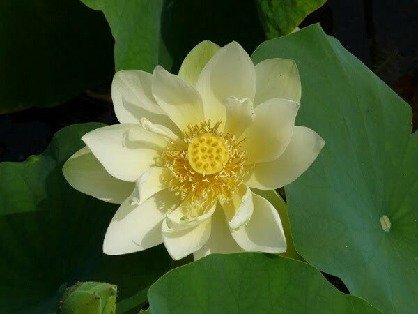 Lotus Nelumbo 'Baby Yellow'