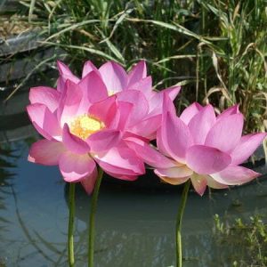 Lotus Nelumbo 'Betsy'
