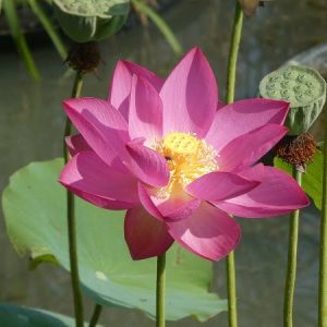 Lotus Nelumbo 'Betsy'