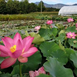 Lotus Nelumbo 'Betsy'