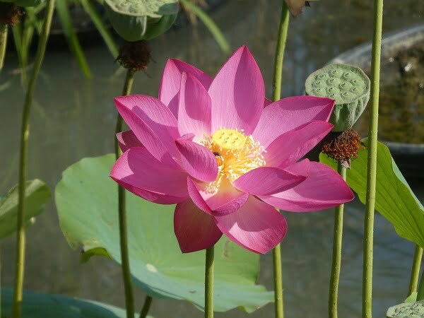 Lotus Nelumbo 'Betsy'