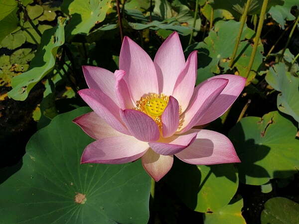 Lotus Nelumbo 'Buinore'
