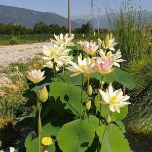 Lotus Nelumbo 'Chawan Basù'