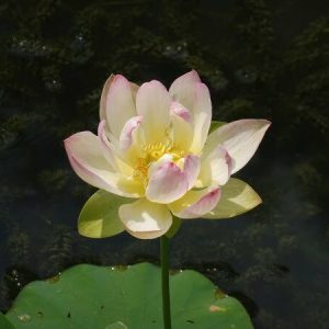 Lotus Nelumbo 'Chawan Basù'