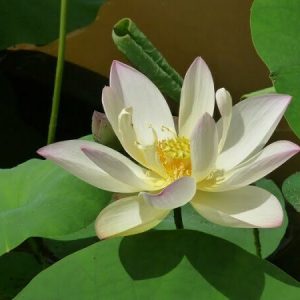 Lotus Nelumbo 'Chawan Basù'