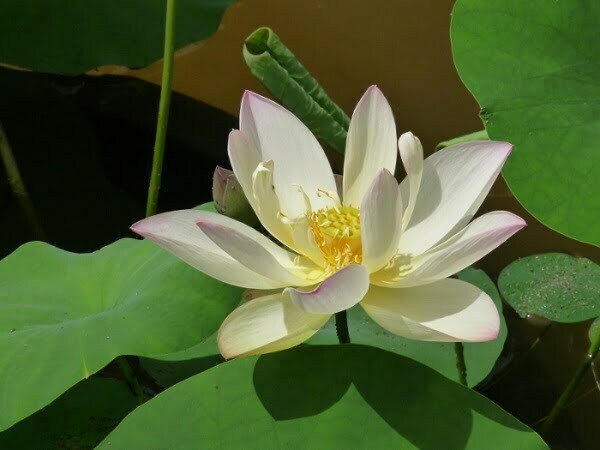 Lotus Nelumbo 'Chawan Basù'