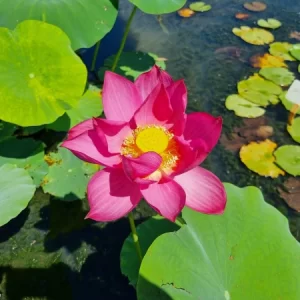 Nelumbo Chu Chu