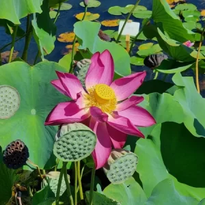 Nelumbo Chu Chu