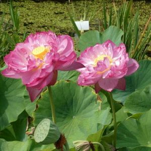 Lotus Nelumbo 'Double Pink'