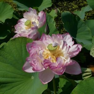 Lotus Nelumbo 'Double Pink'