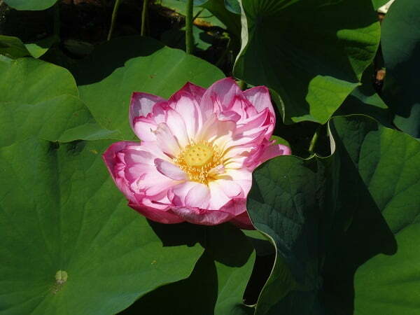Lotus Nelumbo 'Double Pink'