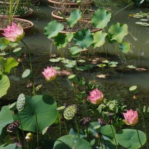 nelumbo-green-maiden-2