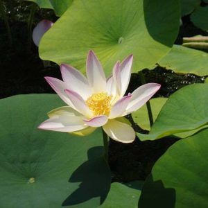 Lotus Nelumbo 'Green Maiden'