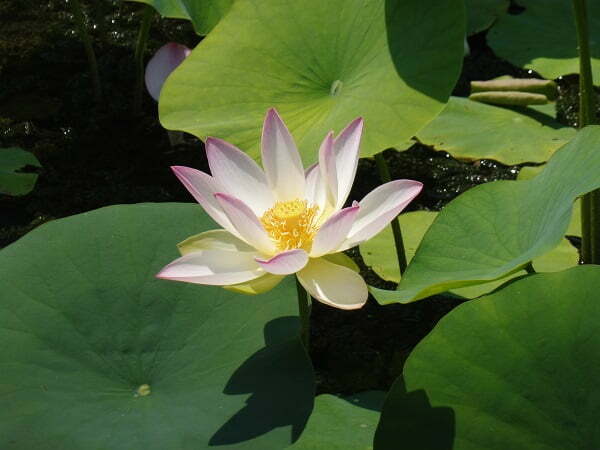 nelumbo-green-maiden-3