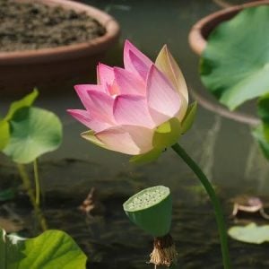 nelumbo-green-maiden